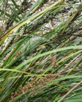 Lomandra glauca