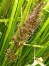 Lomandra hystrix