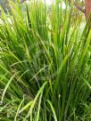 Lomandra hystrix