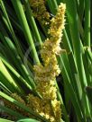 Lomandra longifolia