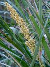 Lomandra longifolia