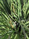 Lomandra longifolia