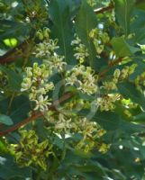 Lomatia arborescens