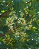 Lomatia arborescens