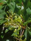 Lomatia arborescens