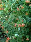 Lonicera brownii Dropmore Scarlet