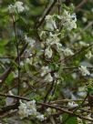 Lonicera fragrantissima