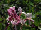 Lonicera heckrottii