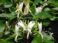 Lonicera japonica