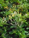 Lonicera japonica