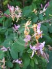 Lonicera korolkowii