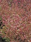 Lophomyrtus ralphii Rainbow's End