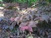 Loropetalum chinense China Pink