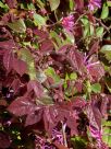 Loropetalum chinense rubrum