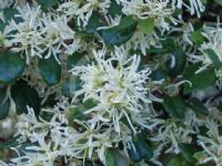 Loropetalum chinense