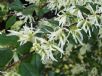 Loropetalum chinense