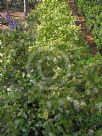 Loropetalum chinense