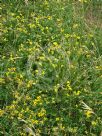 Lotus corniculatus