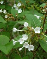 Luculia grandifolia