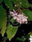 Luculia gratissima