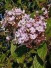 Luculia gratissima