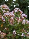 Luculia gratissima