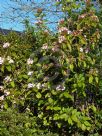 Luculia gratissima