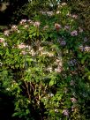 Luculia gratissima