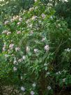 Luculia gratissima