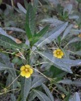 Ludwigia peploides montevidensis