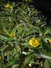 Ludwigia peploides montevidensis