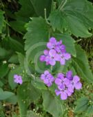 Lunaria annua