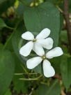 Lunaria annua