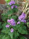 Lunaria annua