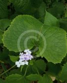 Lunaria rediviva