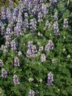 Lupinus albifrons