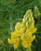 Lupinus arboreus