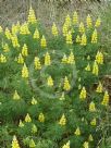 Lupinus arboreus