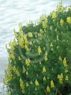 Lupinus arboreus