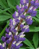 Lupinus polyphyllus