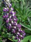 Lupinus polyphyllus