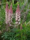 Lupinus polyphyllus