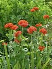 Lychnis chalcedonica