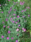 Lychnis coronaria