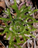 Lycopodiella cernua