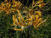 Lycoris aurea