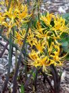 Lycoris aurea