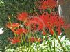 Lycoris radiata