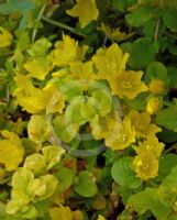 Lysimachia nummularia Aurea