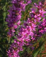 Lythrum salicaria